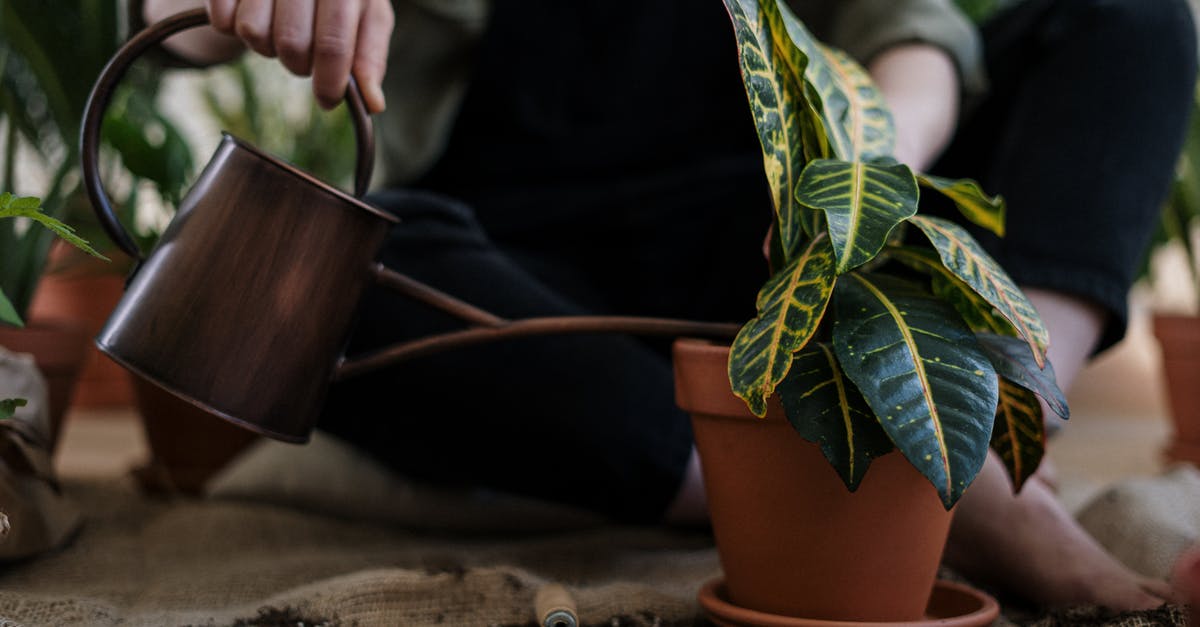 Where can I visit the mussel grow locations in Rías Baixas, Galicia, Spain? - Person Watering a Potted Plant Where can I visit the mussel grow locations in Rías Baixas, Galicia, Spain? - Person Watering a Potted Plant