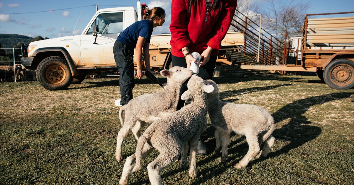 Where can people allergic to dairy eat when travelling in France? - Farmer feeding cute lambs with milk Where can people allergic to dairy eat when travelling in France? - Farmer feeding cute lambs with milk