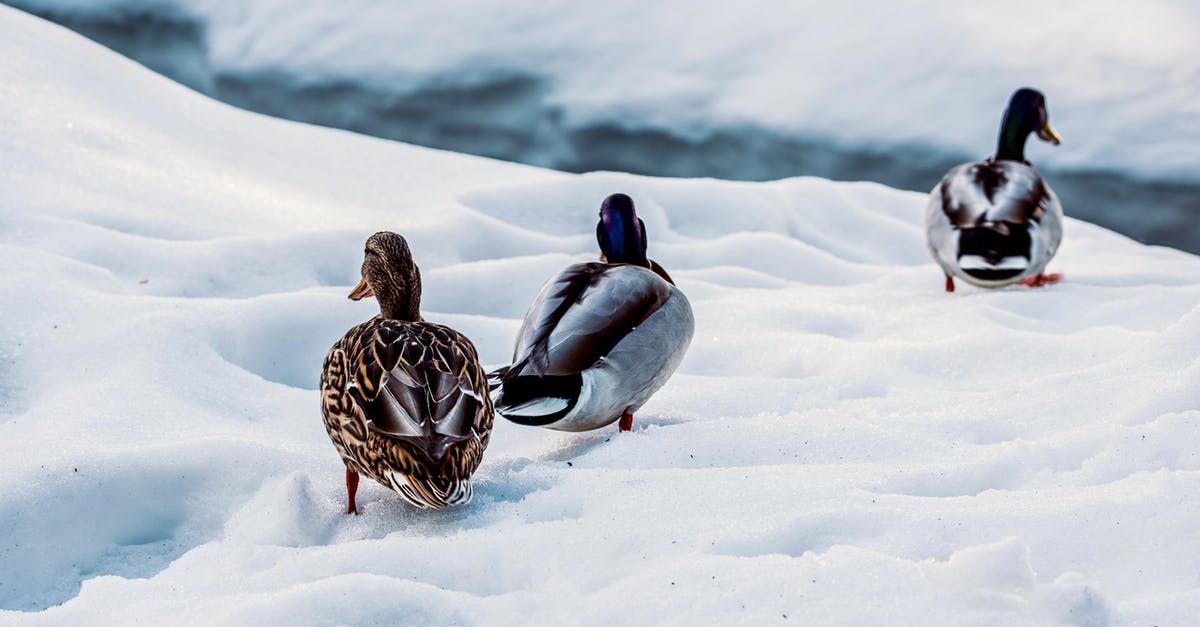 Where can you walk onto and touch Lynn Creek, in North Vancouver? - Duck with spotted feathers strolling on snowy coast against drakes and creek in wintertime Where can you walk onto and touch Lynn Creek, in North Vancouver? - Duck with spotted feathers strolling on snowy coast against drakes and creek in wintertime