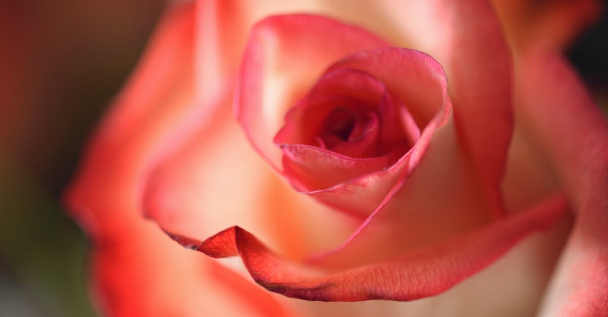 Where could I stay for a single night stopover in Singapore to visit the botanical gardens? [closed] - Pink Flowers Macro Photography