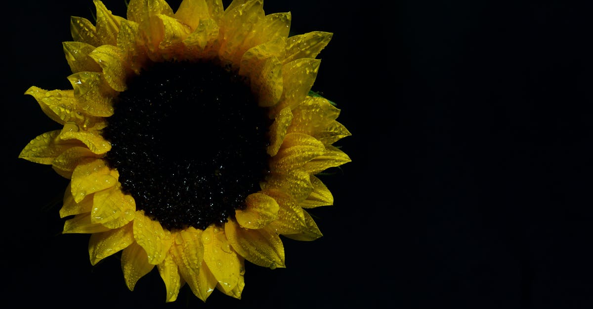 Where could I stay for a single night stopover in Singapore to visit the botanical gardens? [closed] - Sunflower Photography