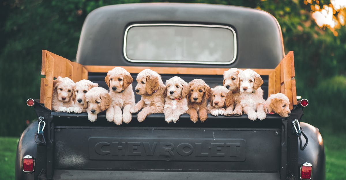 Where do I pick up an Enterprise rental car at EWR? - White and Brown Puppy on Black Car Where do I pick up an Enterprise rental car at EWR? - White and Brown Puppy on Black Car