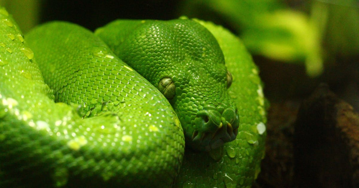 Where from can I catch the copenhagen zoo snake bus? - Pit Viper Where from can I catch the copenhagen zoo snake bus? - Pit Viper