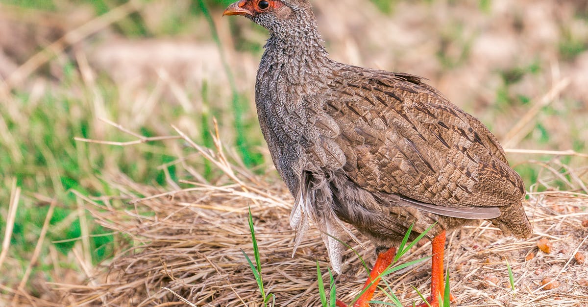 Where I find the most wildlife diversity around Orlando (FL)? - Side view of single wild partridge with brown plumage walking on ground with dry grass in pasture in countryside Where I find the most wildlife diversity around Orlando (FL)? - Side view of single wild partridge with brown plumage walking on ground with dry grass in pasture in countryside