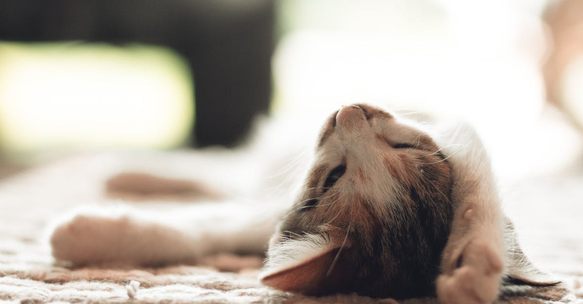 Where in Palma Majorca is it possible to sleep on the beach? [duplicate] - Selective Focus Photography of Brown and White Tabby Kitten