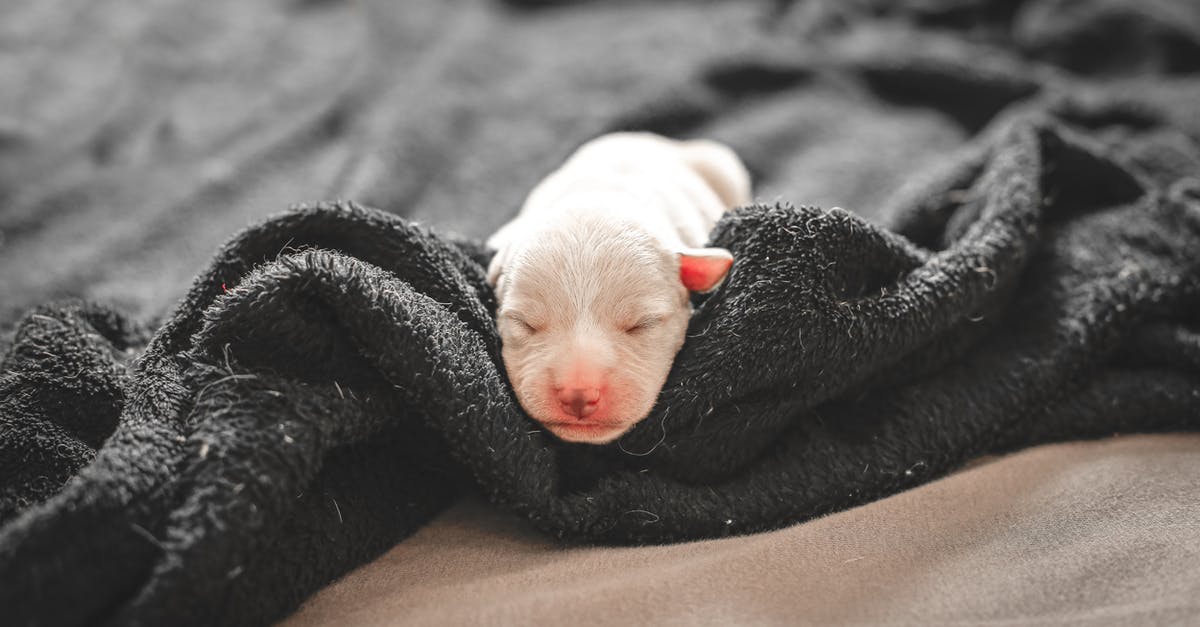 Where in Palma Majorca is it possible to sleep on the beach? [duplicate] - White Coated Puppy
