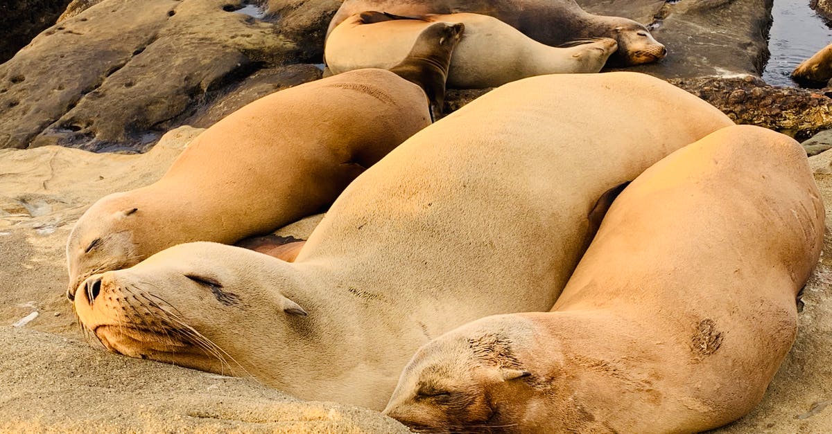 Where in Palma Majorca is it possible to sleep on the beach? [duplicate] - Cute seals sleeping on rocky seashore