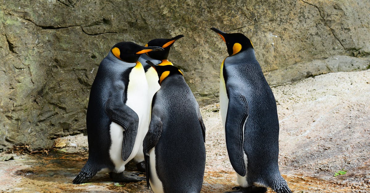 Where is it possible to reliably see king penguins from Ushuaia? - Group of Penguins Where is it possible to reliably see king penguins from Ushuaia? - Group of Penguins