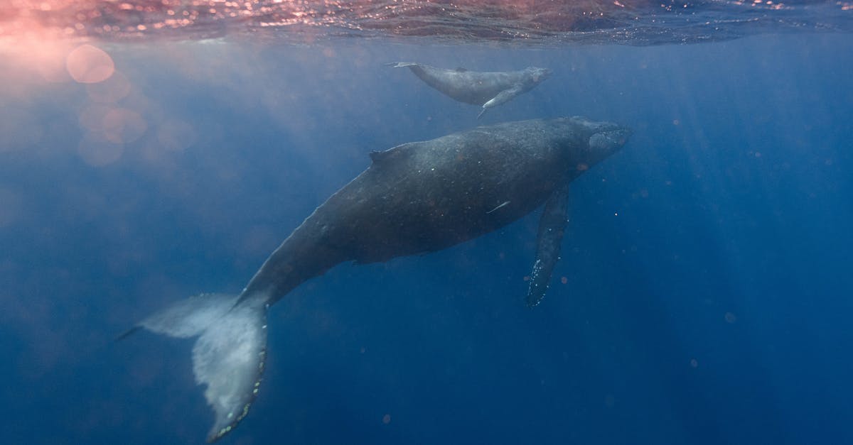 Where is the best possible location that I might have to hear humpback whale sounds? - Mother Humpback with Baby Whale Floating under Surface of Ocean