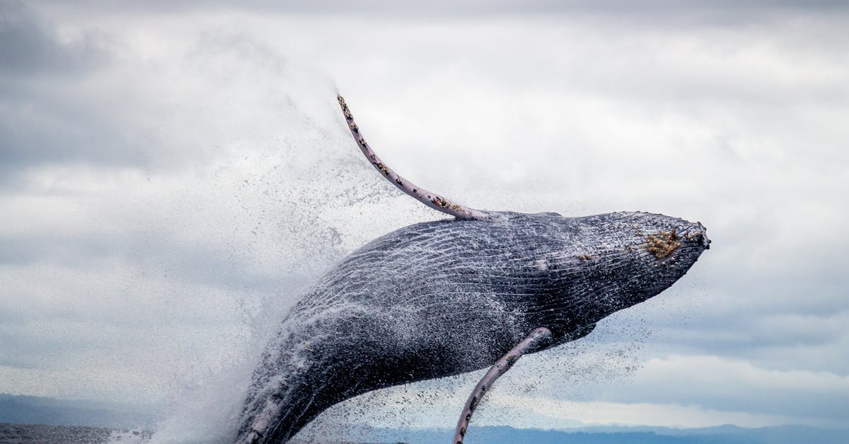 Where is the best possible location that I might have to hear humpback whale sounds? - Black and White Whale Jumping on Water