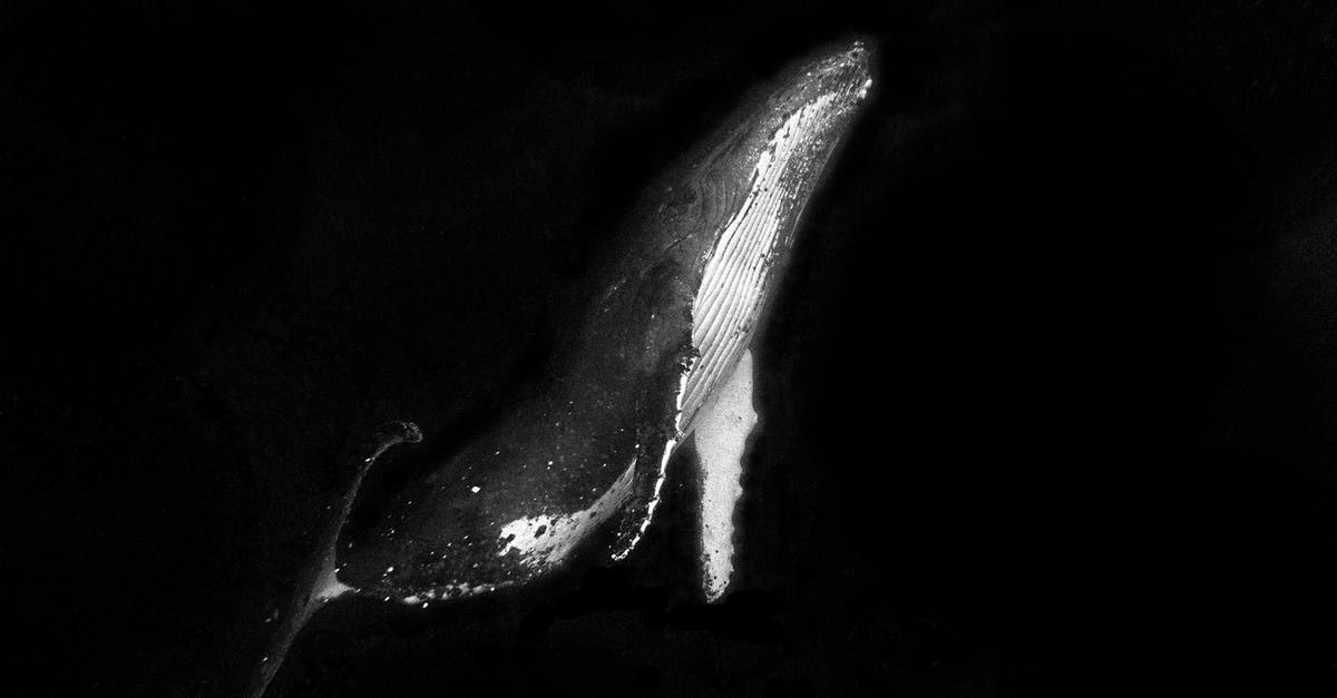 Where is the best possible location that I might have to hear humpback whale sounds? - A Humpback Whale in Black and White