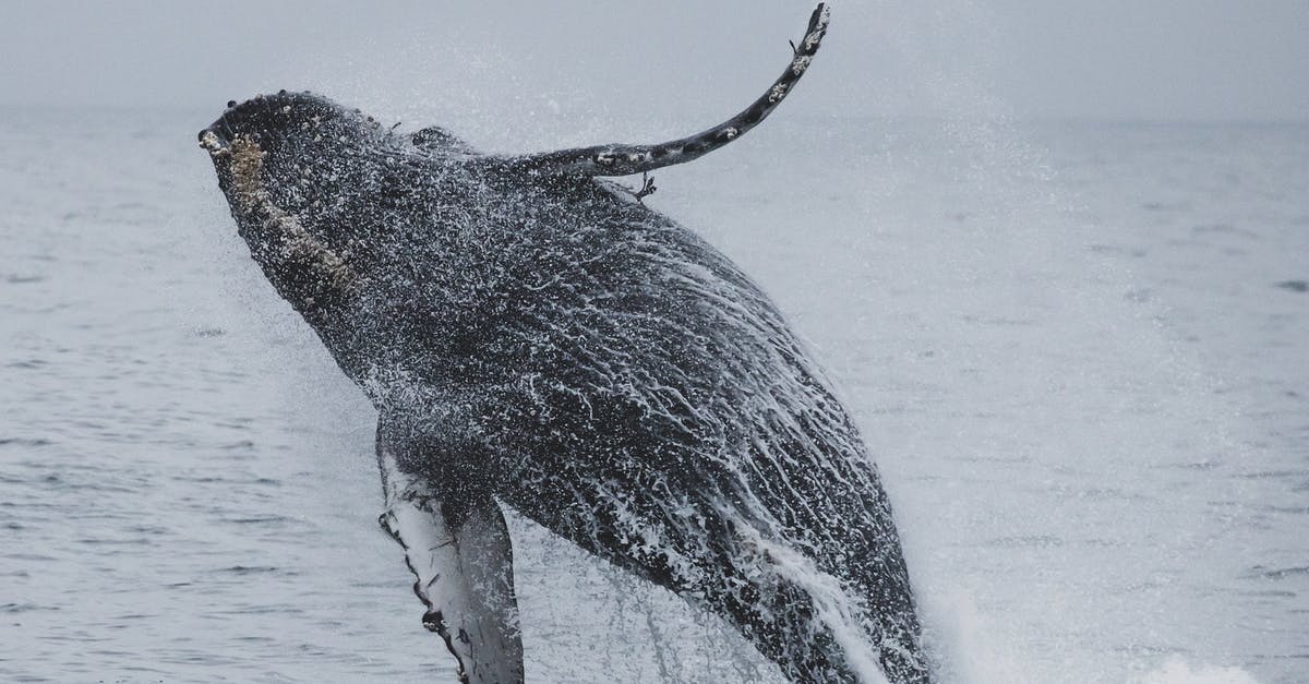 Where is the best possible location that I might have to hear humpback whale sounds? - Humpback Whale Jumping over the Sea