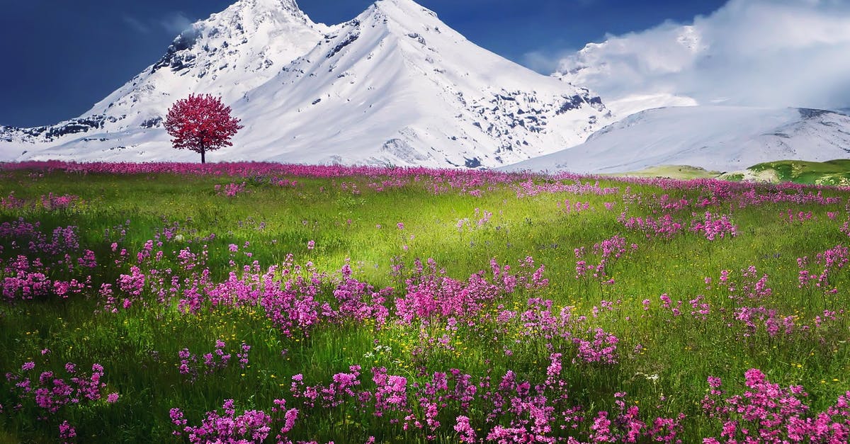 Where is this lake/mountain scene? - Pink Flowers Near Mountain Covered by Snow Where is this lake/mountain scene? - Pink Flowers Near Mountain Covered by Snow