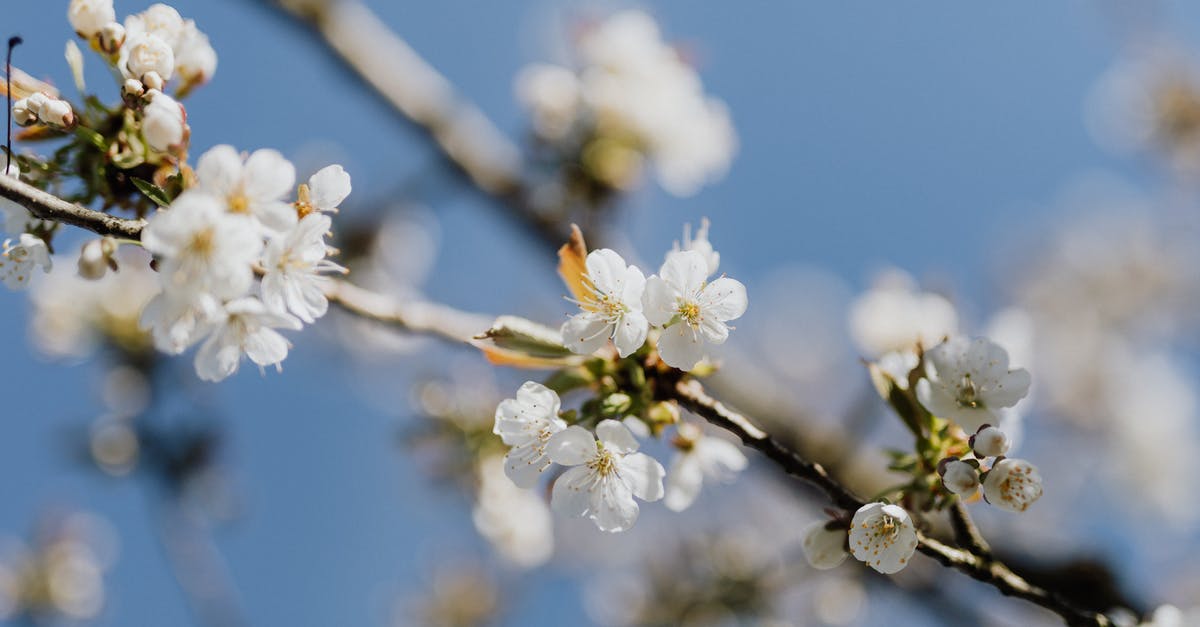Where on earth is this? (Apricot, cherry and azalea blossoms in South-West China) - Blooming apricot tree branch on beautiful day Where on earth is this? (Apricot, cherry and azalea blossoms in South-West China) - Blooming apricot tree branch on beautiful day
