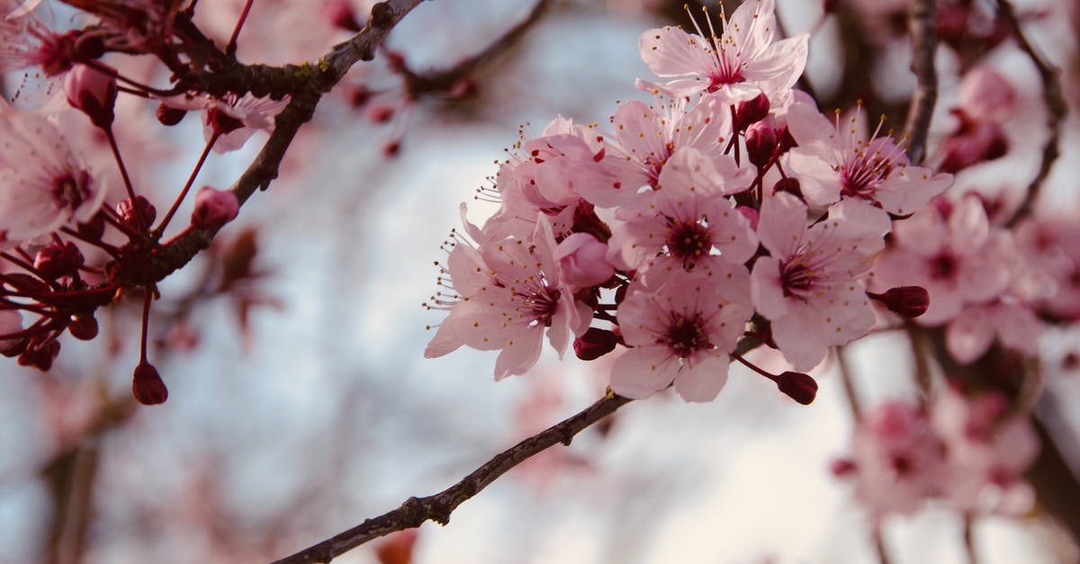 Where on earth is this? (Apricot, cherry and azalea blossoms in South-West China) - Pink Cherry Blossom in Close Up Photography Where on earth is this? (Apricot, cherry and azalea blossoms in South-West China) - Pink Cherry Blossom in Close Up Photography