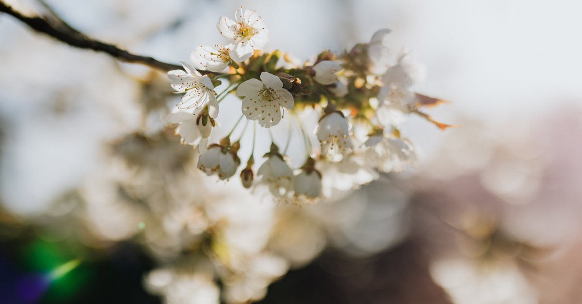 Where on earth is this? (Apricot, cherry and azalea blossoms in South-West China) - Thin twig blooming with tender white flowers on sunny day in rural orchard Where on earth is this? (Apricot, cherry and azalea blossoms in South-West China) - Thin twig blooming with tender white flowers on sunny day in rural orchard