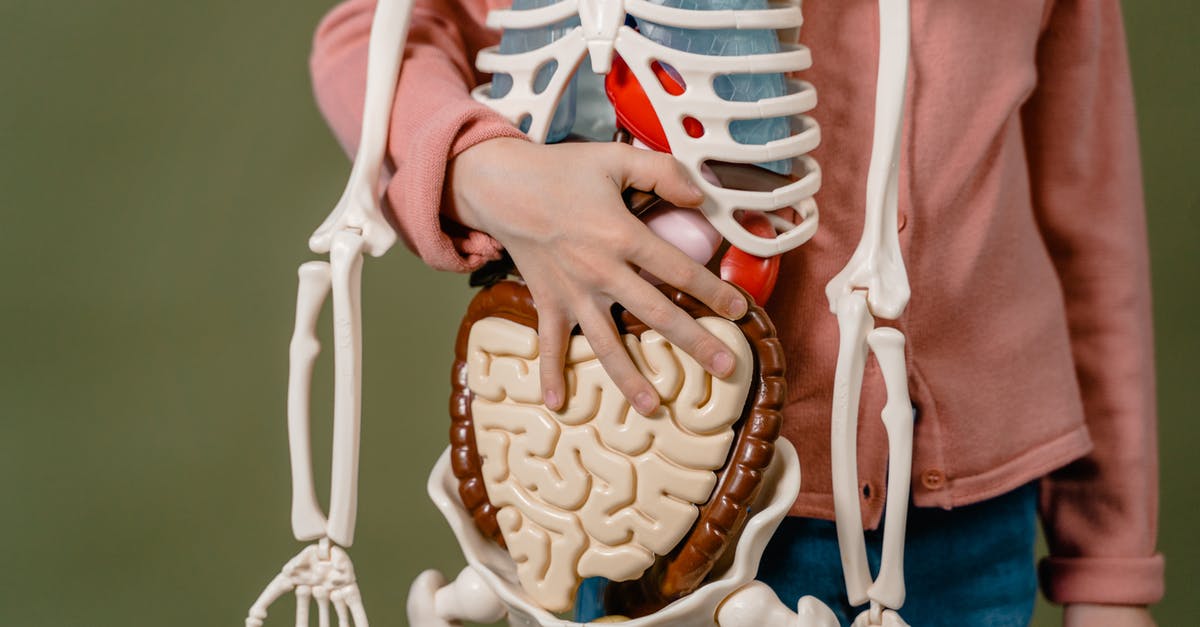 Where should I stop for interest to kids when driving between Toronto and Boston? [closed] - A Child Holding a Skeleton Model