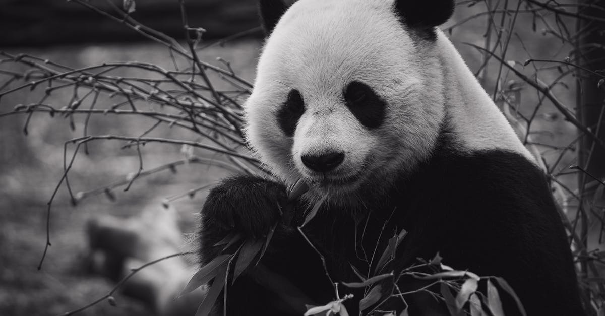 Where to eat Suzumebachi (Giant Sparrow Bee) in Japan? - Panda bear eating bamboo leaves in zoo Where to eat Suzumebachi (Giant Sparrow Bee) in Japan? - Panda bear eating bamboo leaves in zoo