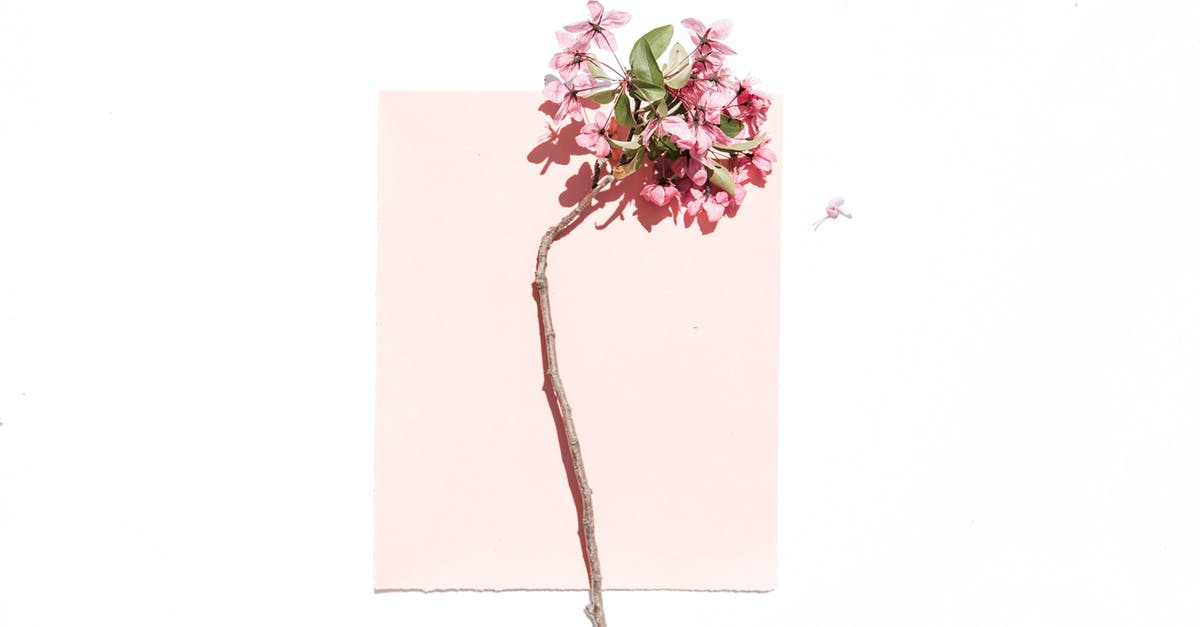 Where to find cherry blossom dates for Stockholm - Pink-petaled Flower on White and Pink Surface Where to find cherry blossom dates for Stockholm - Pink-petaled Flower on White and Pink Surface