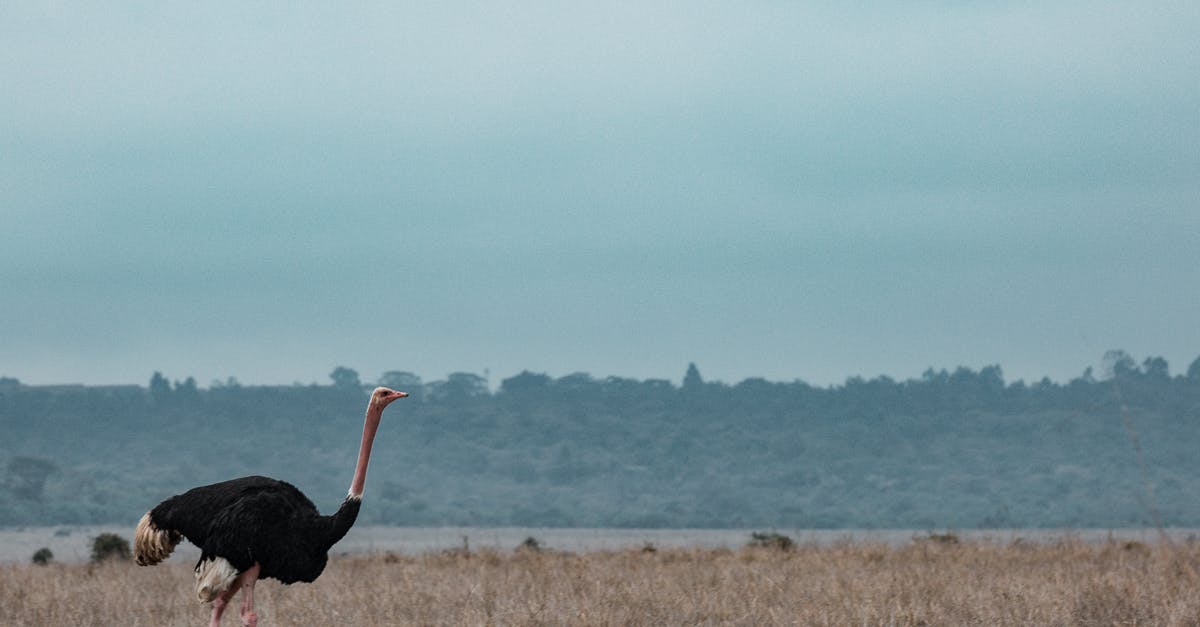 Where to find wilderness in Europe? - Ostrich Walking in Savanna Plateau Where to find wilderness in Europe? - Ostrich Walking in Savanna Plateau
