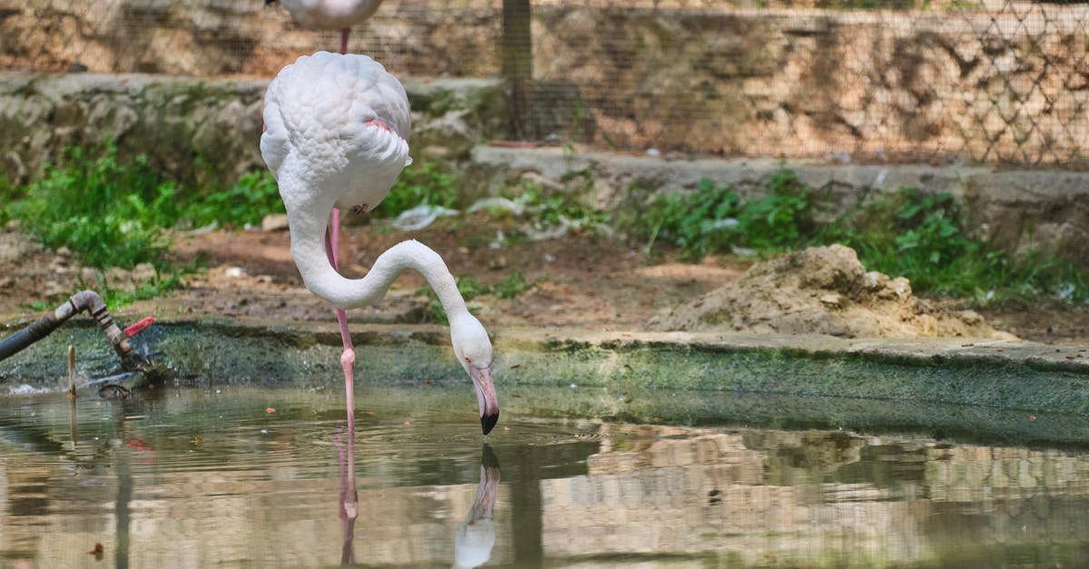 Where to get cheap drinking water in Cambodia? - beautiful flamingo birds at a water's edge Where to get cheap drinking water in Cambodia? - beautiful flamingo birds at a water's edge