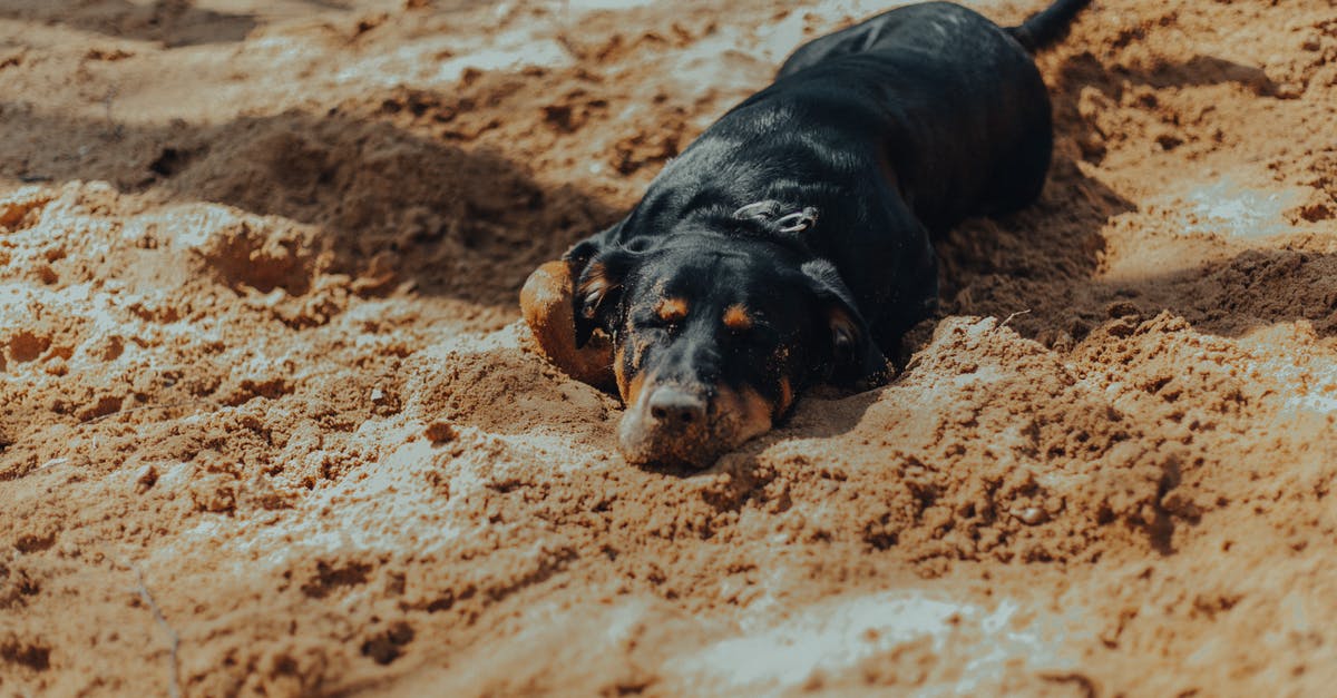 Where to go in India in June and avoid the hot climate as well as the monsoon? [closed] - Purebred dog lying on sandy ground