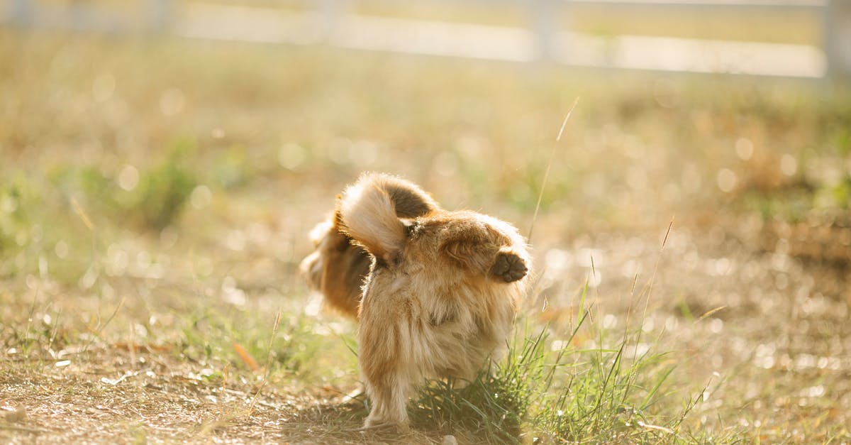 Where to pee in London? - Fluffy dog raising hind paw in enclosure Where to pee in London? - Fluffy dog raising hind paw in enclosure