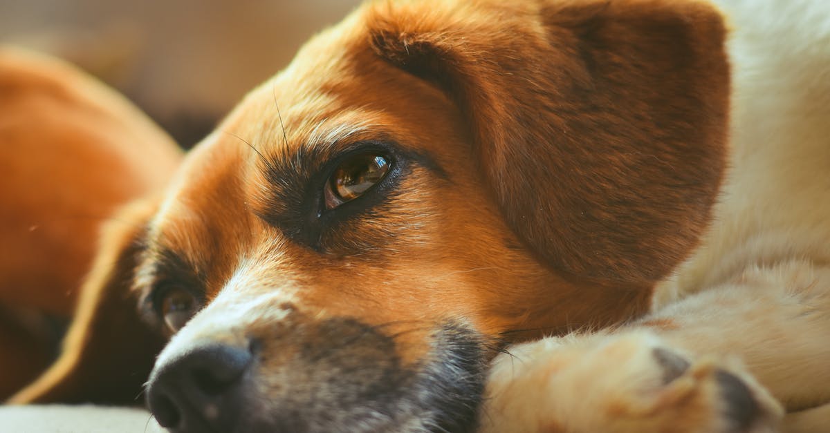 Where to sleep in the Salar of Uyuni? - Free stock photo of animal, canine, cute Where to sleep in the Salar of Uyuni? - Free stock photo of animal, canine, cute