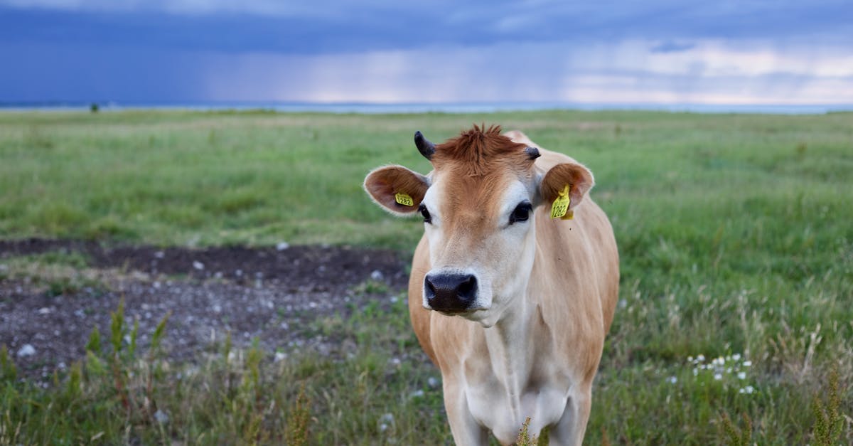 Where to store passport during day trip in foreign country [closed] - Selective Focus of Cow Photo