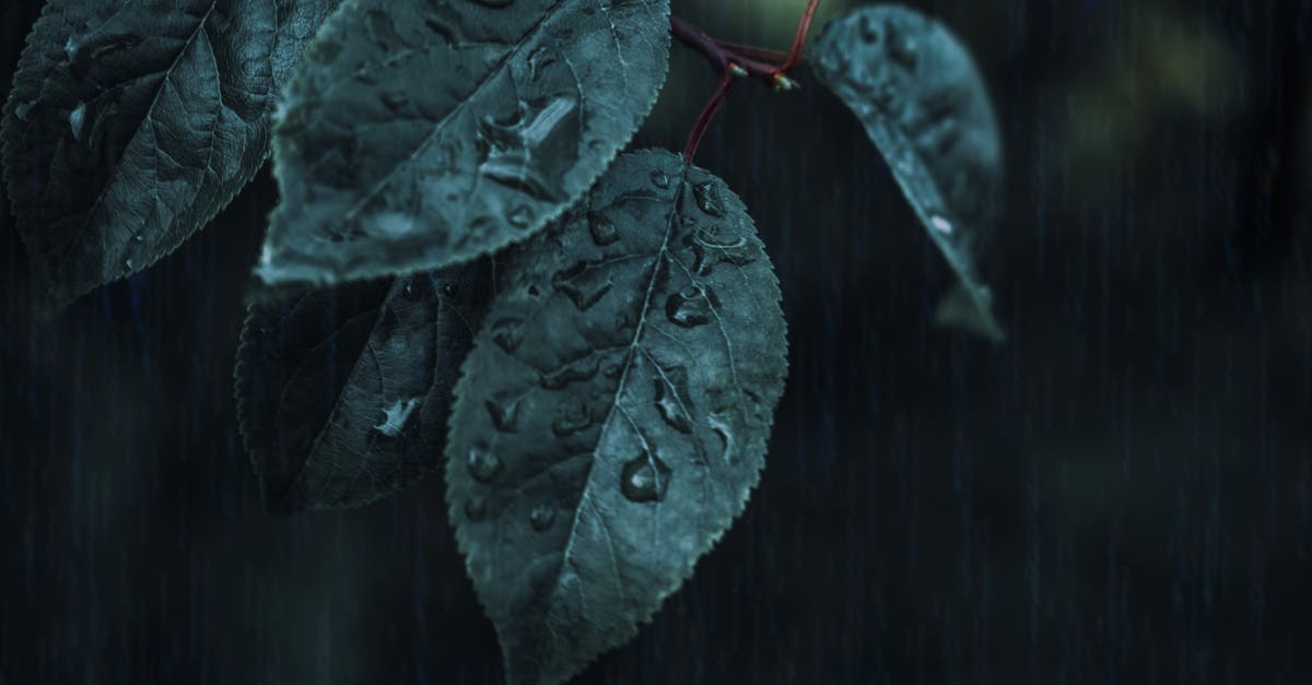 Where was this photo taken? Windows 10 photo lock screen [duplicate] - Close-up Photo of Green Leafed Plant