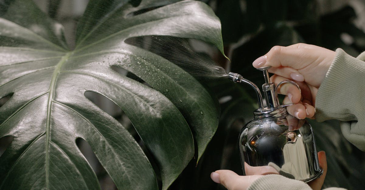 Which botanical gardens can I visit in Shanghai? - Person Holding Silver Bauble With Green Leaves Which botanical gardens can I visit in Shanghai? - Person Holding Silver Bauble With Green Leaves
