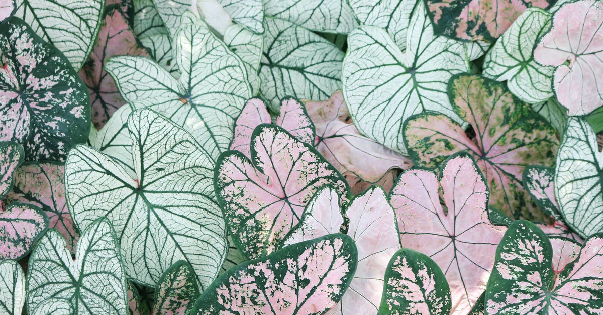 Which botanical gardens can I visit in Shanghai? - Photo of Leaves Which botanical gardens can I visit in Shanghai? - Photo of Leaves