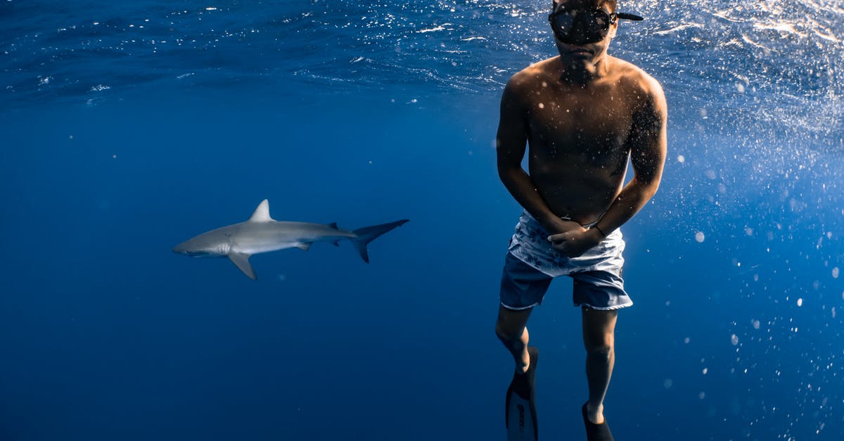 Which diving center in Thailand is providing shark diving in summer? - Man Swimming with Shark Which diving center in Thailand is providing shark diving in summer? - Man Swimming with Shark
