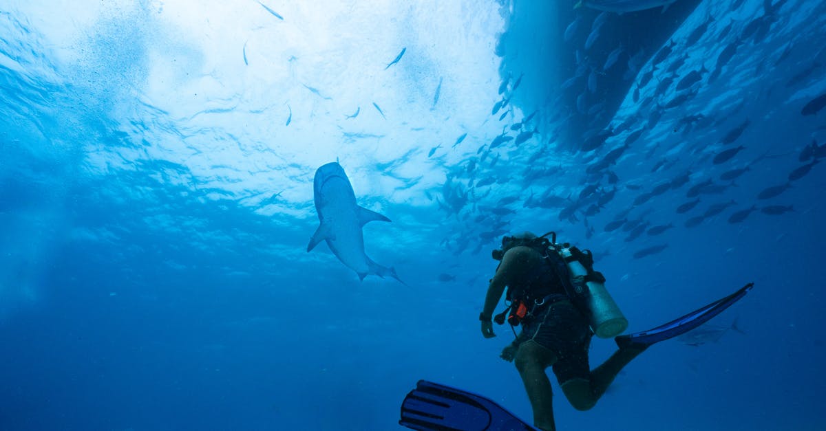 Which diving center in Thailand is providing shark diving in summer? - Shark near Diver under Water Which diving center in Thailand is providing shark diving in summer? - Shark near Diver under Water