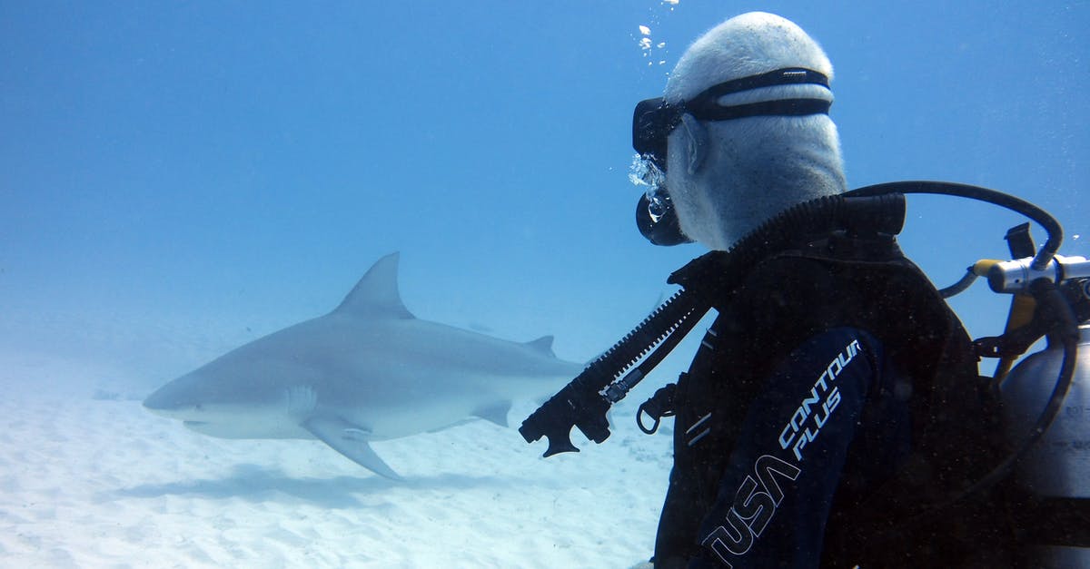 Which diving center in Thailand is providing shark diving in summer? - Man in Black Wetsuit Diving Near Shark Which diving center in Thailand is providing shark diving in summer? - Man in Black Wetsuit Diving Near Shark