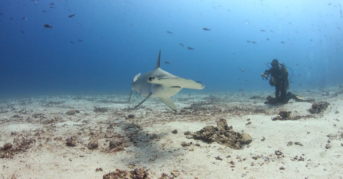 Which diving center in Thailand is providing shark diving in summer? - A Diver Near the Shark Under Water Which diving center in Thailand is providing shark diving in summer? - A Diver Near the Shark Under Water