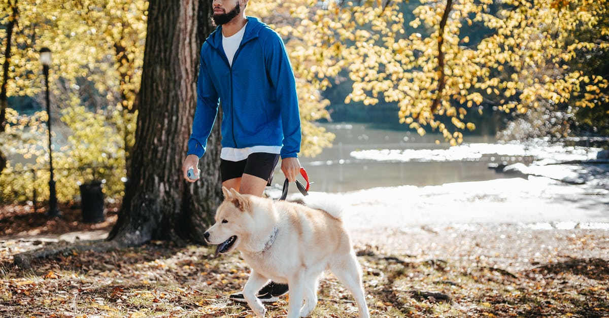 Which street should we take a stroll down to get to the lake from the Thompson Hotel? - African American male walking with dog in park Which street should we take a stroll down to get to the lake from the Thompson Hotel? - African American male walking with dog in park
