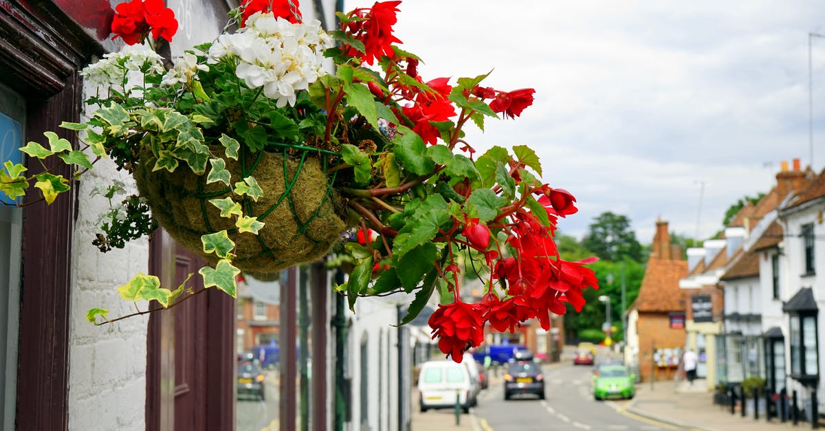 Which town/city is worth a day visit north/north-east of Paris? [closed] - White and Red Petaled Flowers Hanging on Beside Window