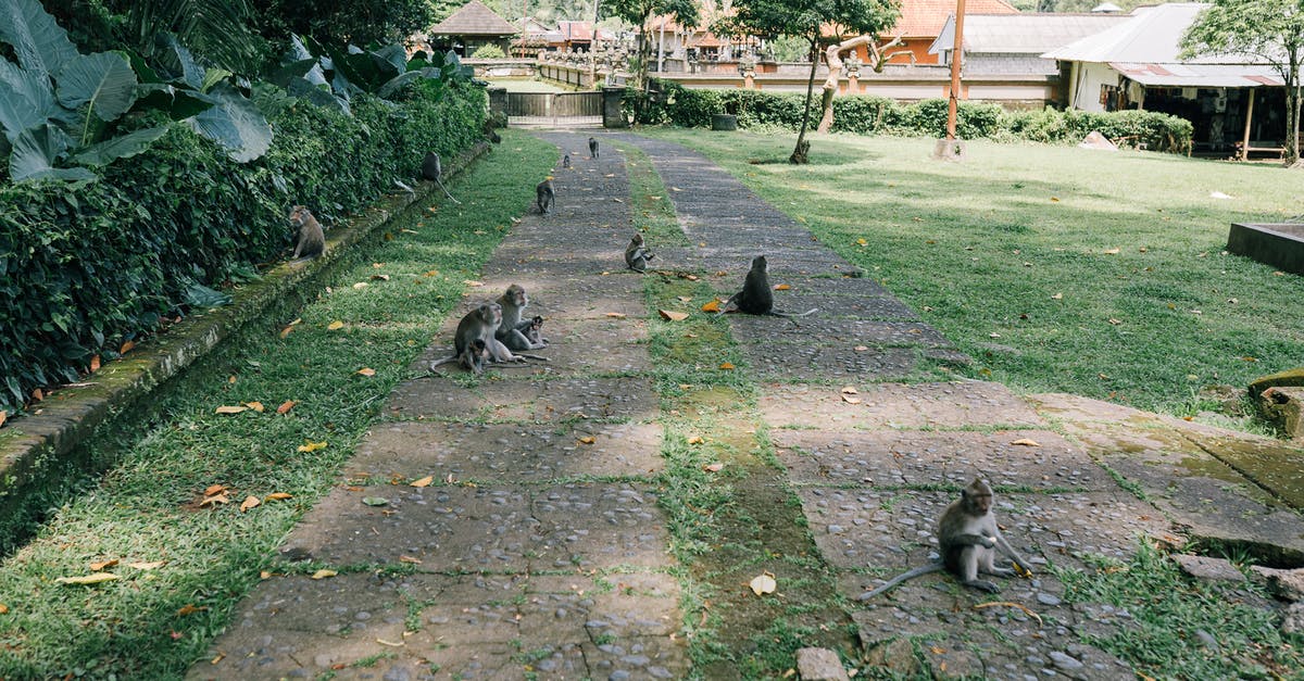 Who else to contact about missing luggage? - Gray and White Cats on Green Grass Field Who else to contact about missing luggage? - Gray and White Cats on Green Grass Field