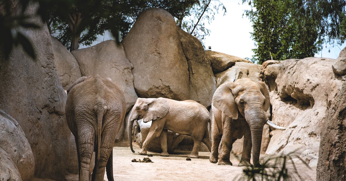 Who else to contact about missing luggage? - Three Elephants Walking on Sand Who else to contact about missing luggage? - Three Elephants Walking on Sand
