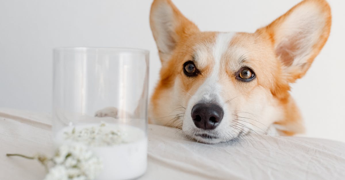 Why animal drugs don't need permission at airports? [closed] - Brown and White Dog Lying on White Textile