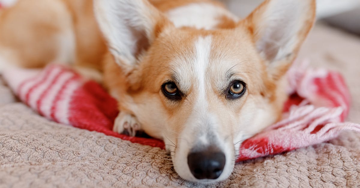 Why animal drugs don't need permission at airports? [closed] - Brown and White Corgi Lying on Red and White Textile