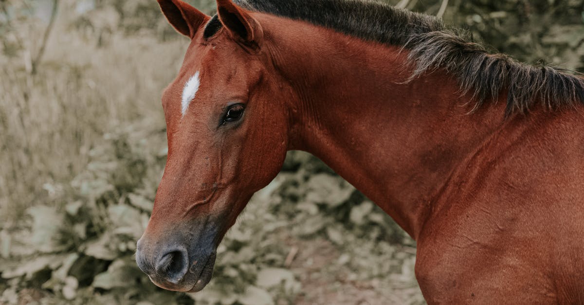 Why are airfares getting cheaper or at least we have stable airfares for the last 10 years? [closed] - Close Up Photo of Brown Horse