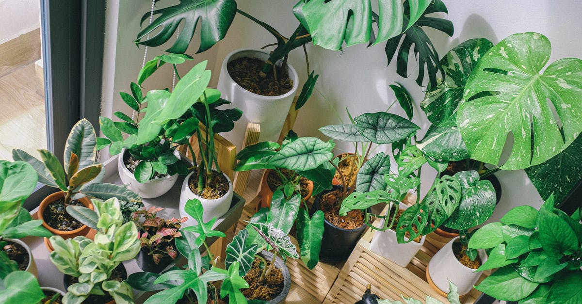 Why are there so many pots with daffodils in Finland in April? - Green Leaf Plant Lot Why are there so many pots with daffodils in Finland in April? - Green Leaf Plant Lot