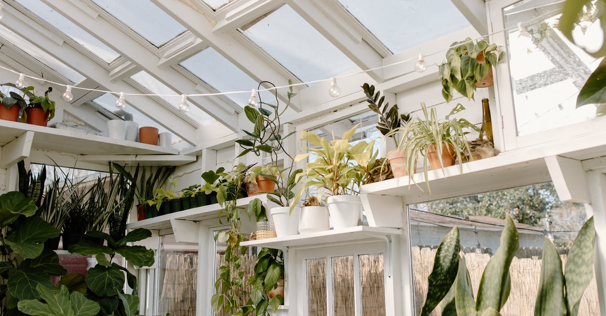 Why are there so many pots with daffodils in Finland in April? - Green potted plants in greenhouse Why are there so many pots with daffodils in Finland in April? - Green potted plants in greenhouse