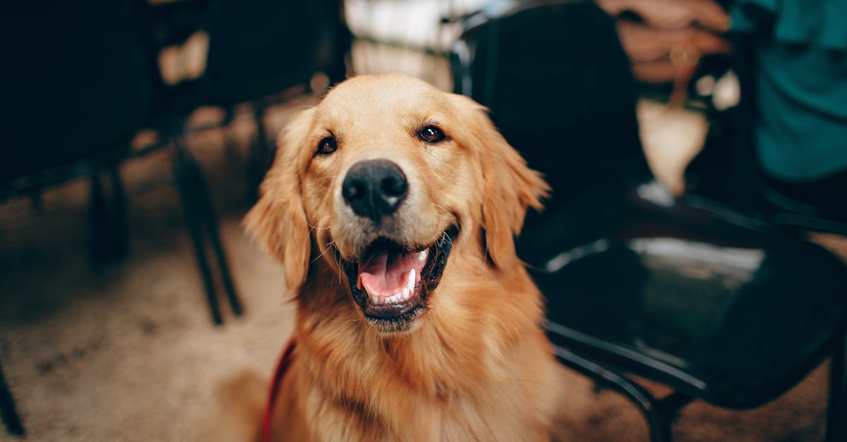 Why did the stewardess make me wait before disembarking? - Short-coated Tan Dog Why did the stewardess make me wait before disembarking? - Short-coated Tan Dog