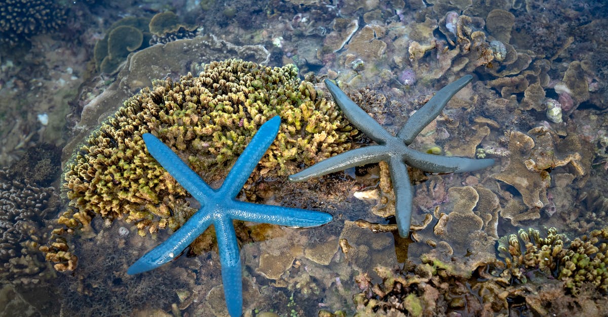Why different fees for Vietnam Visa Approval Letters - High angle of bright and light blue Linckia laevigata sea stars on picturesque undersea coral reef Why different fees for Vietnam Visa Approval Letters - High angle of bright and light blue Linckia laevigata sea stars on picturesque undersea coral reef
