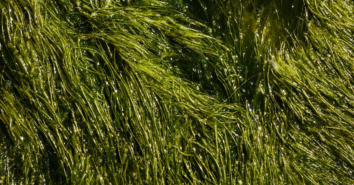 Why do airlines gate check bags when there is still overhead space? - Top view abstract background of bright lush green plants placed in pure water Why do airlines gate check bags when there is still overhead space? - Top view abstract background of bright lush green plants placed in pure water