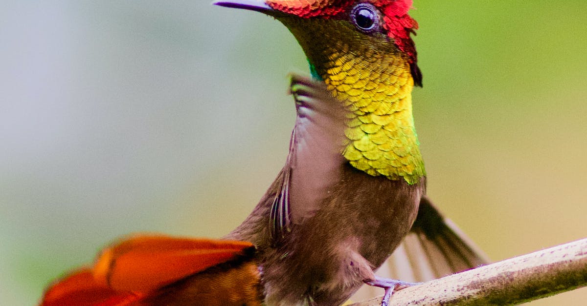 Why do cheap flights with a layover get more expensive when you split them up into separate flights? [duplicate] - Close-Up Shot of a Hummingbird Perched on a Tree Branch