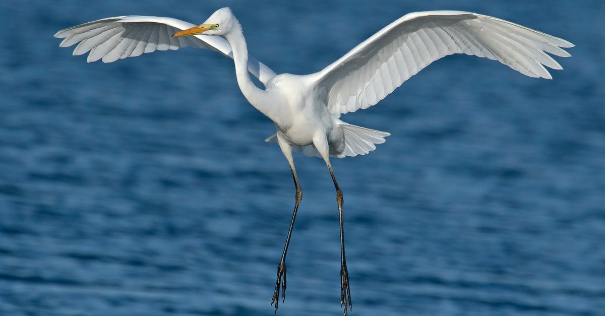 Why do flight prices differ greatly across currencies? - Close-up Photography of a White Egret Why do flight prices differ greatly across currencies? - Close-up Photography of a White Egret